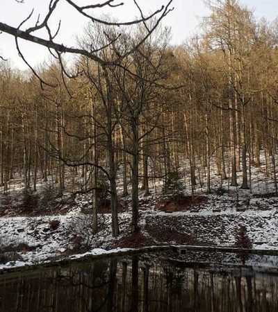 Wald im Winter