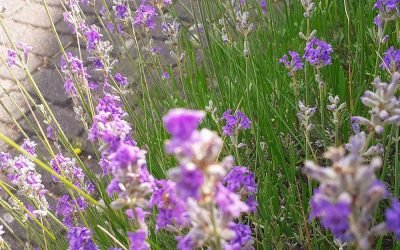 Lavendel